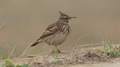 Crested Lark