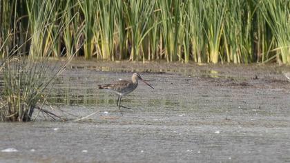Black-tailed Godwit