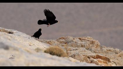 Sarıgagalı dağ kargası