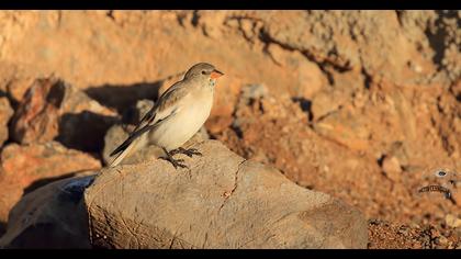 White-winged Snowfinch