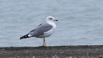 Armenian Gull