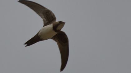 Alpine Swift