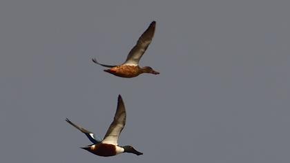 Northern Shoveler