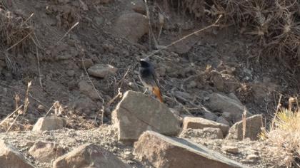 Black Redstart