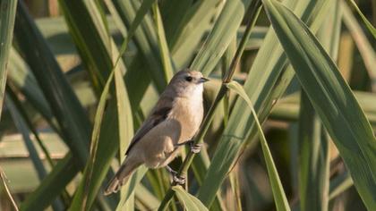 Eurasian Penduline Tit