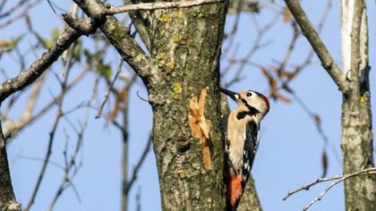 Syrian Woodpecker