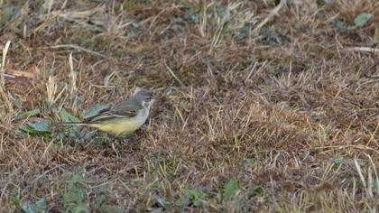 Western Yellow Wagtail