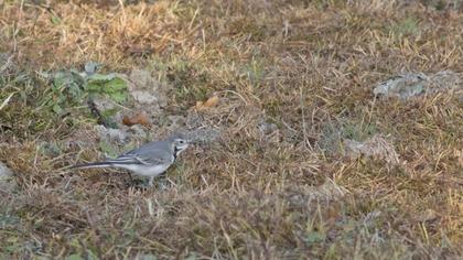 White Wagtail