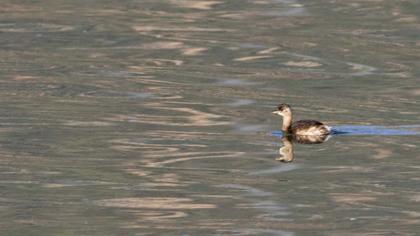 Little Grebe