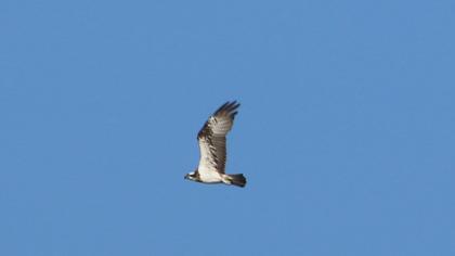 Western Osprey