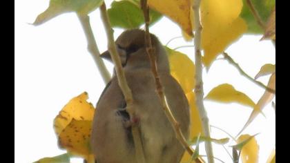 Hawfinch