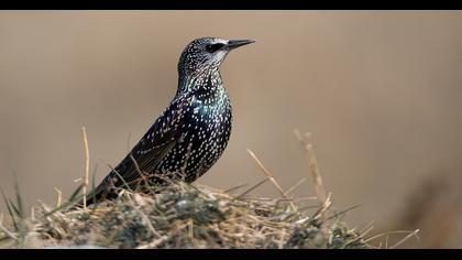 Common Starling