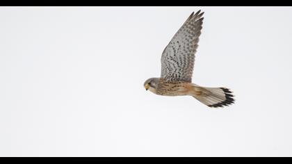 Common Kestrel