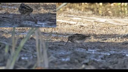 Küçük suçulluğu