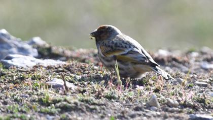 Red-fronted Serin