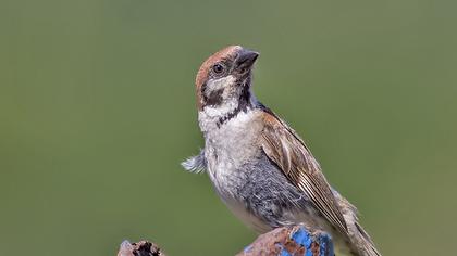Eurasian Tree Sparrow
