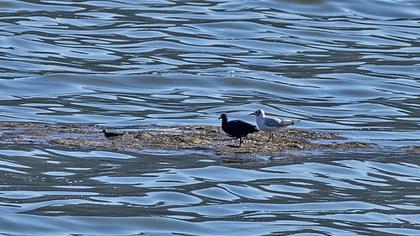Black-headed Gull