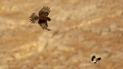 Western Marsh Harrier