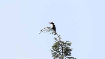White-throated Kingfisher