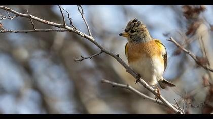 Brambling