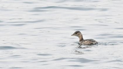 Little Grebe