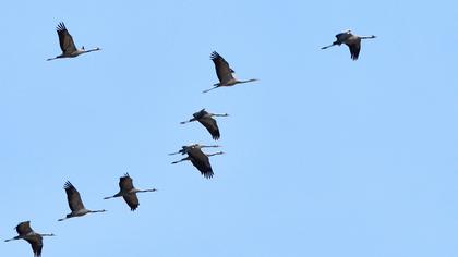 Common Crane