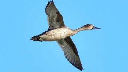 Northern Pintail