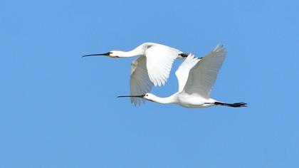 Eurasian Spoonbill