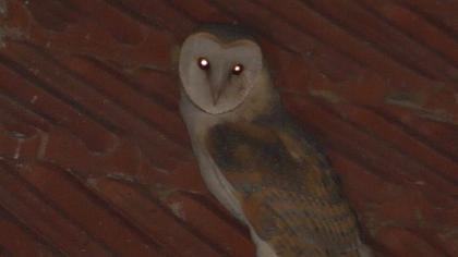 Western Barn Owl