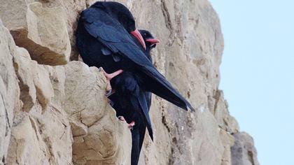 Red-billed Chough