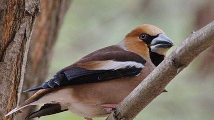 Hawfinch
