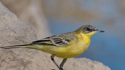 Western Yellow Wagtail