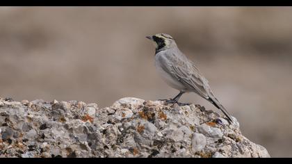 Horned Lark