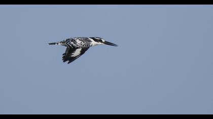 Pied Kingfisher