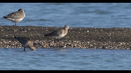 Bar-tailed Godwit