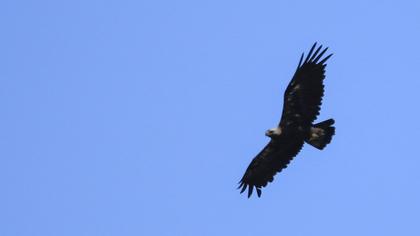 Eastern Imperial Eagle