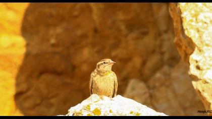 Rock Sparrow
