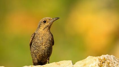 Blue Rock Thrush