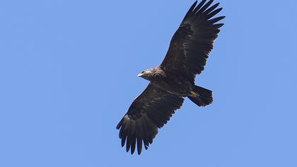 Greater Spotted Eagle