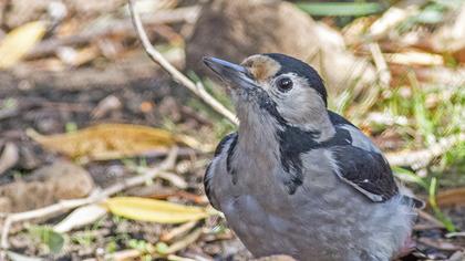 Orman alaca ağaçkakanı
