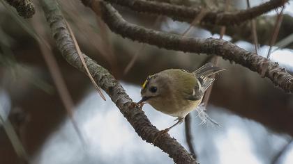 Goldcrest