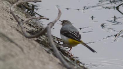 Grey Wagtail