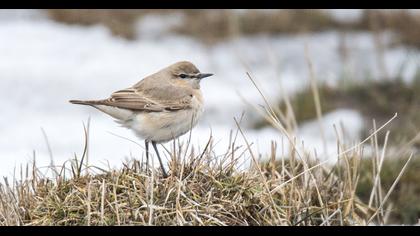 Isabelline Wheatear