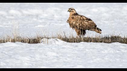 Long-legged Buzzard