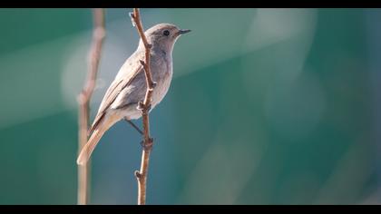 Black Redstart