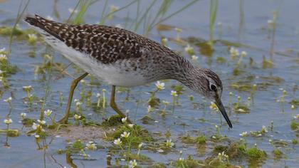 Wood Sandpiper