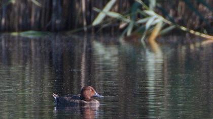 Ferruginous Duck