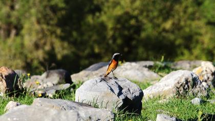 Common Redstart