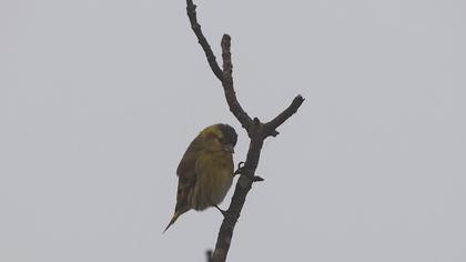 Eurasian Siskin