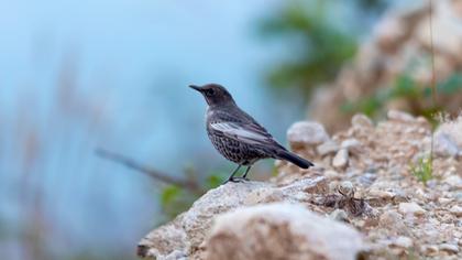 Ring Ouzel